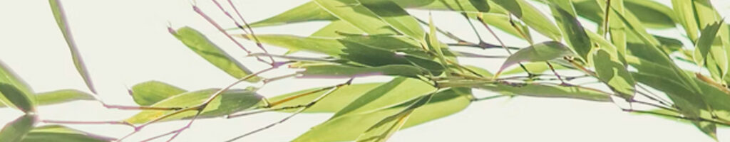 Zazen Reiki Dojo Roma